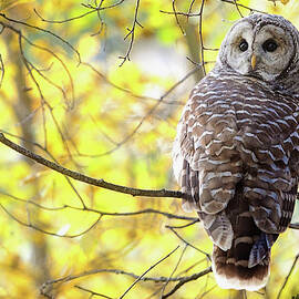 Barred Owl Strix Varia by Steve Nagy Design Pics