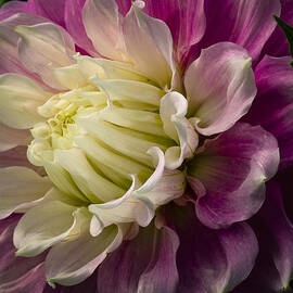 Bashful Dahlia by Jean Noren