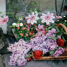 Basket Of Flowers At Reddish House by Cecil Beaton