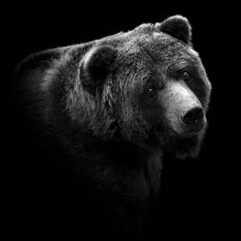 Portrait of Bear in black and white