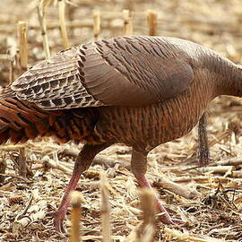 Bearded Wild Turkey Hen by Dale Kauzlaric