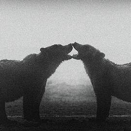 Bears by Kencanning