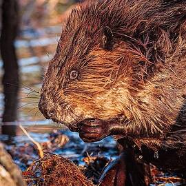 Beaver Eating Bellamy Resrvoir. by Jeff Sinon