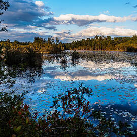 Beaver Pond - Pine Lands NJ by Louis Dallara