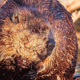Beaver Portrait Bellamy Reservoir by Jeff Sinon