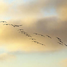 Because We Can by Joe Schofield