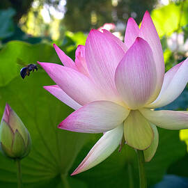 Bee at a Lotus Flower by Mary Lee Dereske