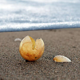 beginnings by Laura Fasulo