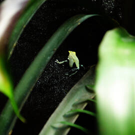 Behind the Leaves by Richard Reeve