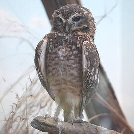 Being a Burrowing Owl is a Hoot by Richard Reeve