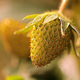 Being Young and Green by Rona Black