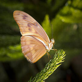 Best side of the Butterfly by Jean Noren