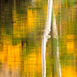 Birch Reflections by Jeff Sinon