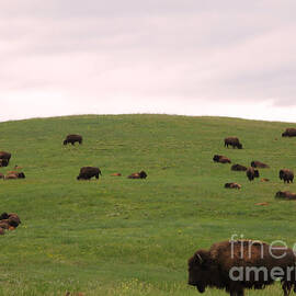 Bison Herd by Olivier Le Queinec