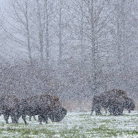 Bison In Heavy Snow,winter by Mark Newman