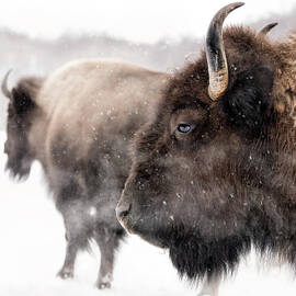 Bison In Winter by Marianna Armata