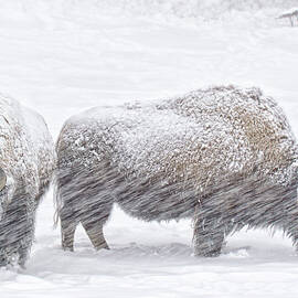 Bison In Winter Snow by Kencanning