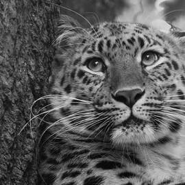 Black and White Amur Leopard by Chris Boulton