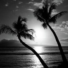 Black and White tropical by Pierre Leclerc Photography