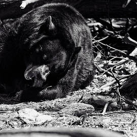 Black Bear by Flees Photos