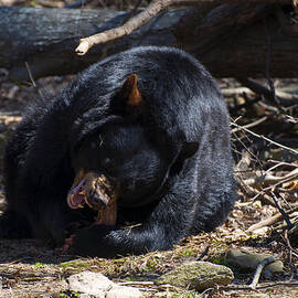 Black Bear Digs in by Flees Photos