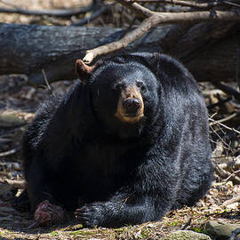 Black Bear looking foreward by Flees Photos