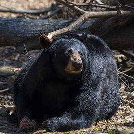 Black Bear looking left guarding food by Flees Photos