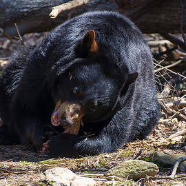 Black Bear second bite by Flees Photos