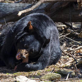 Black Bear success  by Flees Photos