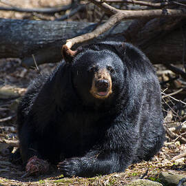 Black bear tongue out by Flees Photos