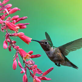 Black Chinned Hummingbird by Mary Lee Dereske