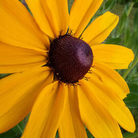 Black Eyed Susan by Mary Lee Dereske