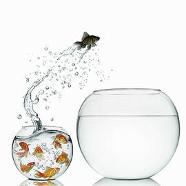 Black Goldfish by Gandee Vasan