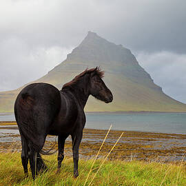 Black Horse In Iceland by Horstgerlach