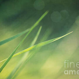 blades of grass bathing in the sun