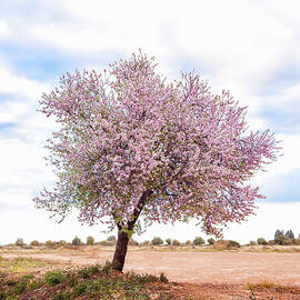 Blossoming Pink Almond Tree Prunus by Maika 777