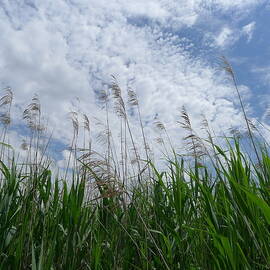 Blowin' in the Wind by Richard Reeve