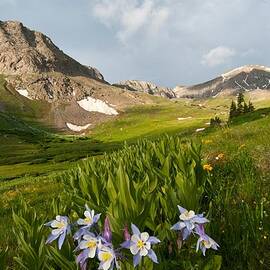 Handie's Peak and Blue Columbine on a Summer Morning by Cascade Colors