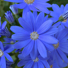 Blue Daisies by Richard Reeve
