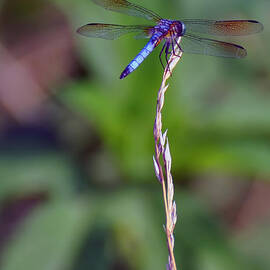 blue dragonfly on a blade of grass  by Flees Photos