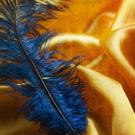 Blue Feather by Jelena Jovanovic