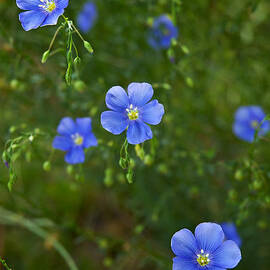 Blue Flax by Mary Lee Dereske