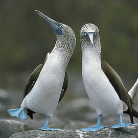 Blue Footed Booby Dancing