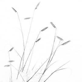 Blue Grama Grass in Snow by Mary Lee Dereske