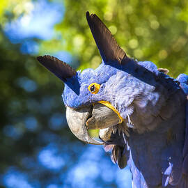 Blue Hyacinth Pose by Bill and Linda Tiepelman