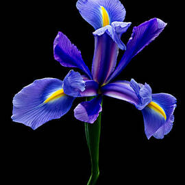 Blue Iris Beauty by Mary Jo Allen