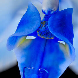 Blue Orchid by Susan Candelario
