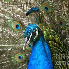 Blue Peacock Closeup by Adam Jewell