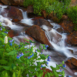 Bluebell Creek by Darren White