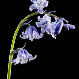 Bluebells With Drops by Mary Jo Allen